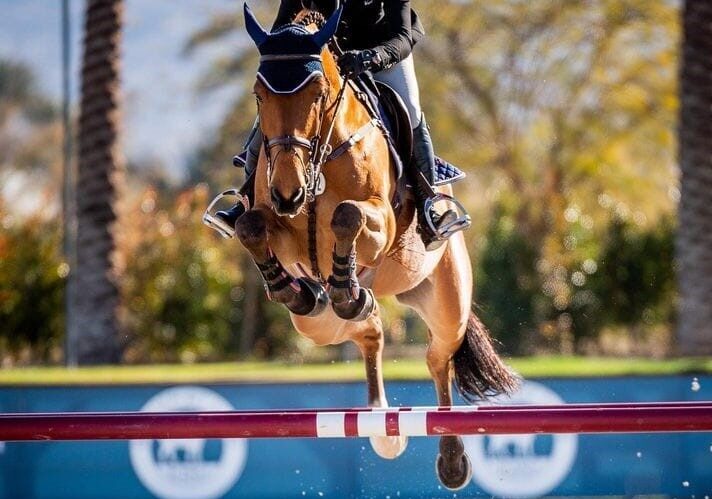 EQScan hest