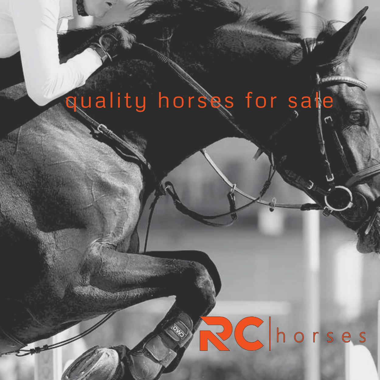 rc-horses-400×400-1